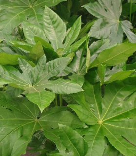 Fatsia japonica 4 lit.